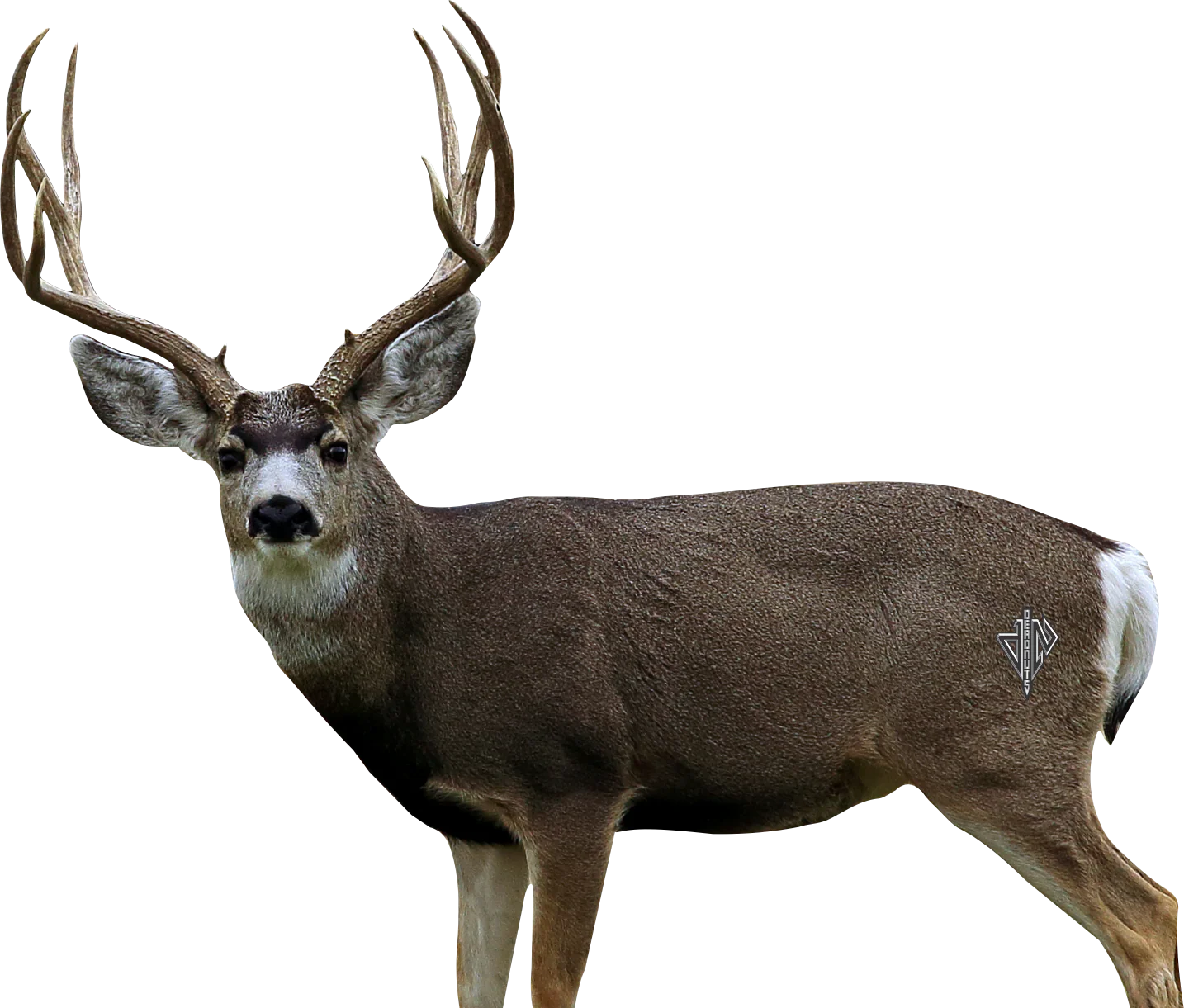 Deadnuts Outdoor 2d Targets