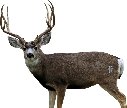 Deadnuts Outdoor 2d Targets